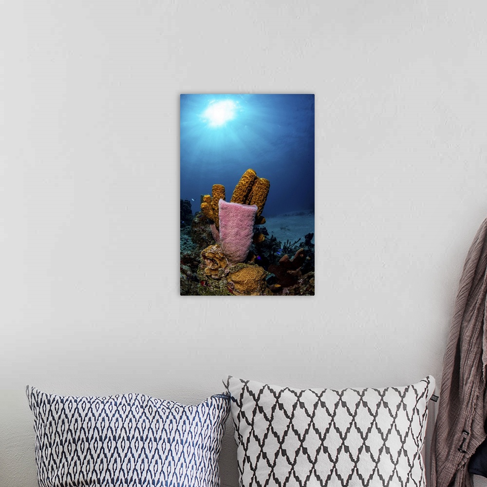 A bohemian room featuring Different types of sponges on a coral reef, Caribbean Sea, Mexico.