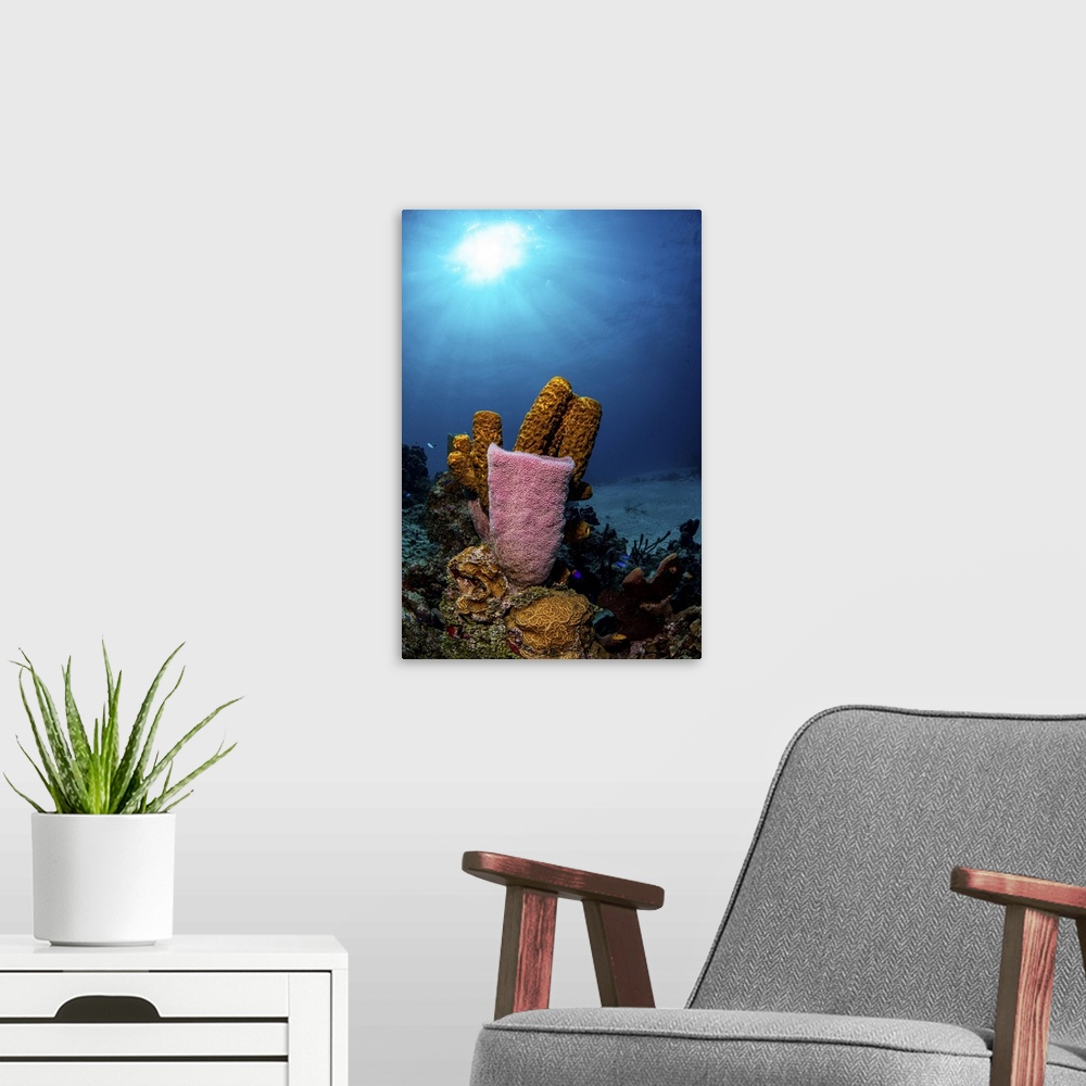 A modern room featuring Different types of sponges on a coral reef, Caribbean Sea, Mexico.