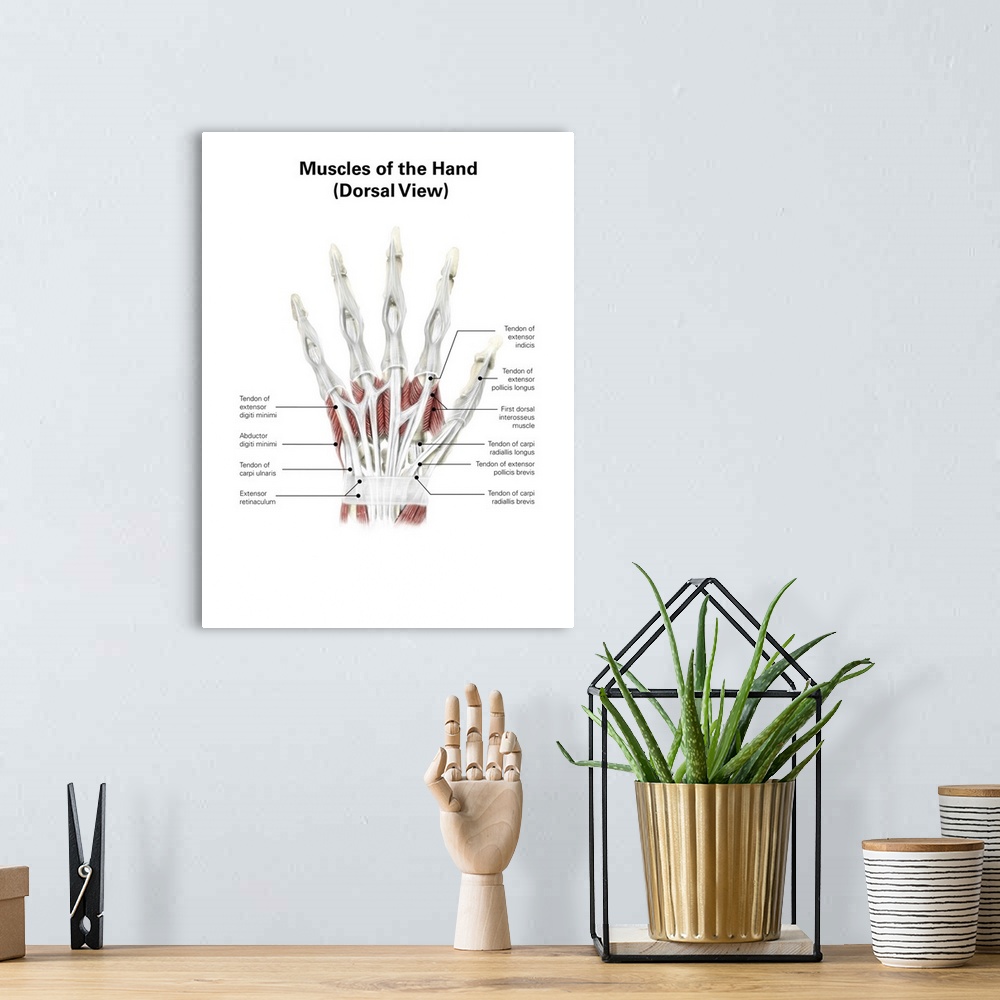 A bohemian room featuring Digital illustration of muscles of the hand, dorsal view (no labels).