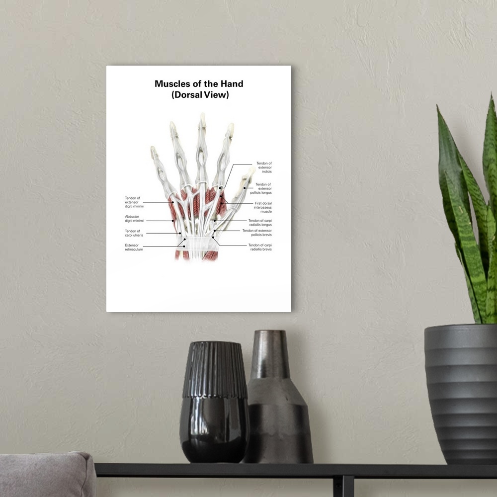 A modern room featuring Digital illustration of muscles of the hand, dorsal view (no labels).