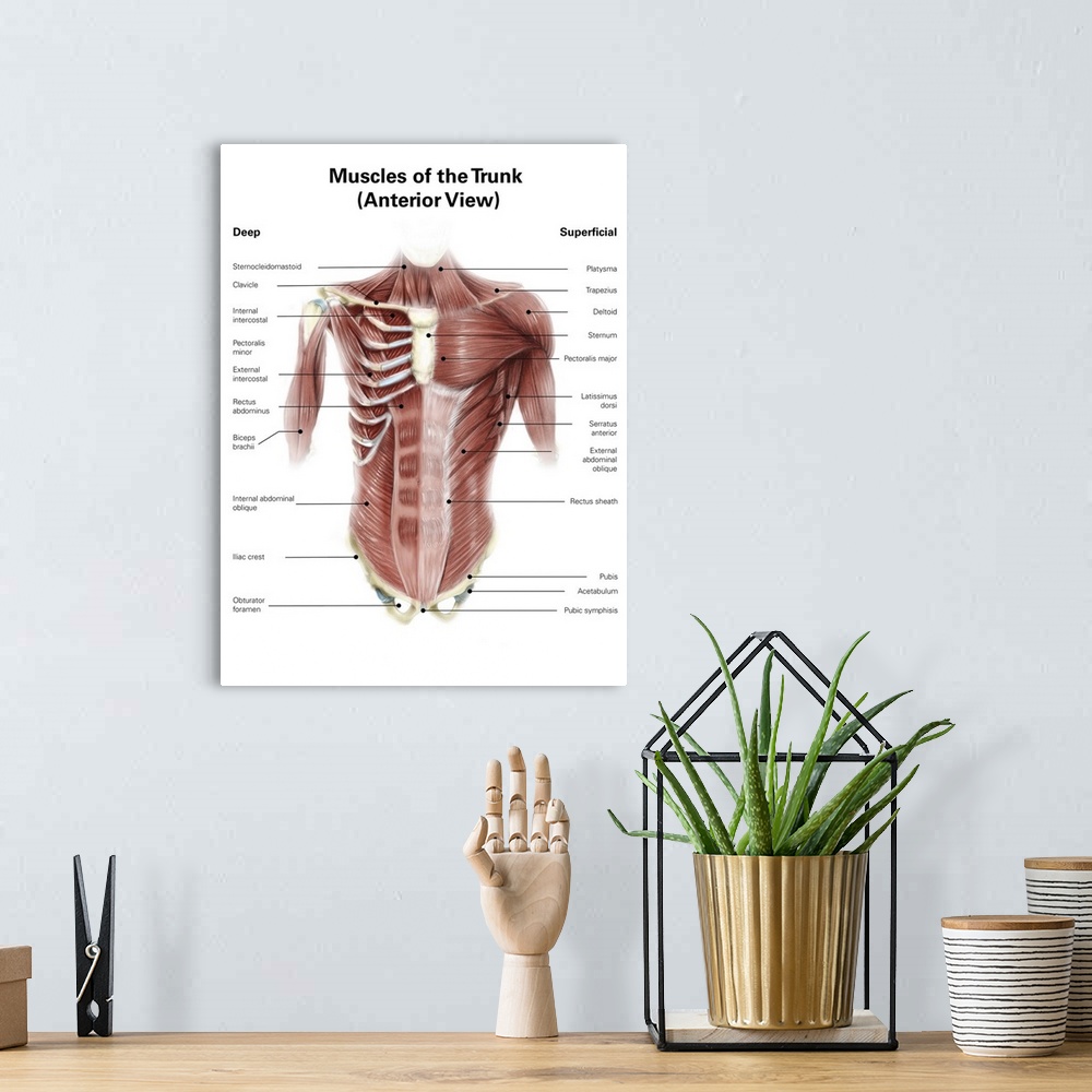 A bohemian room featuring Digital illustration of muscles of the human torso, anterior view.