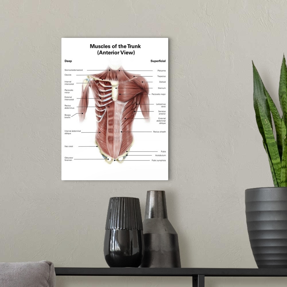 A modern room featuring Digital illustration of muscles of the human torso, anterior view.