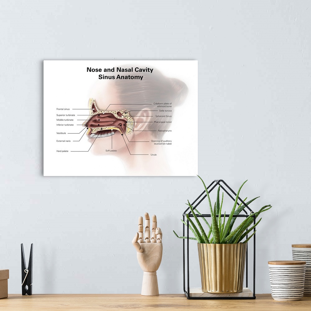 A bohemian room featuring Digital illustration of nose and nasal sinus anatomy (no labels)