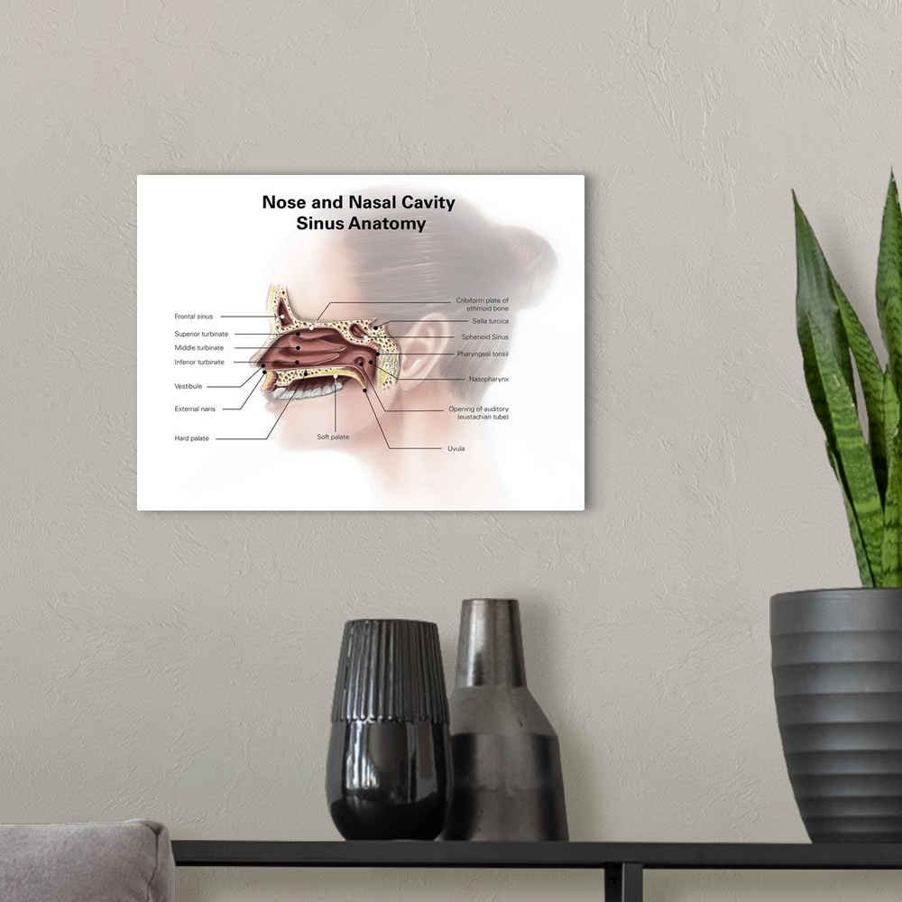 A modern room featuring Digital illustration of nose and nasal sinus anatomy (no labels)