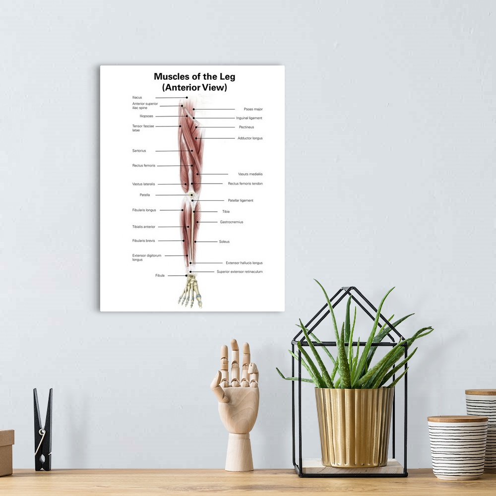 A bohemian room featuring Digital illustration of the anterior muscles of the leg.