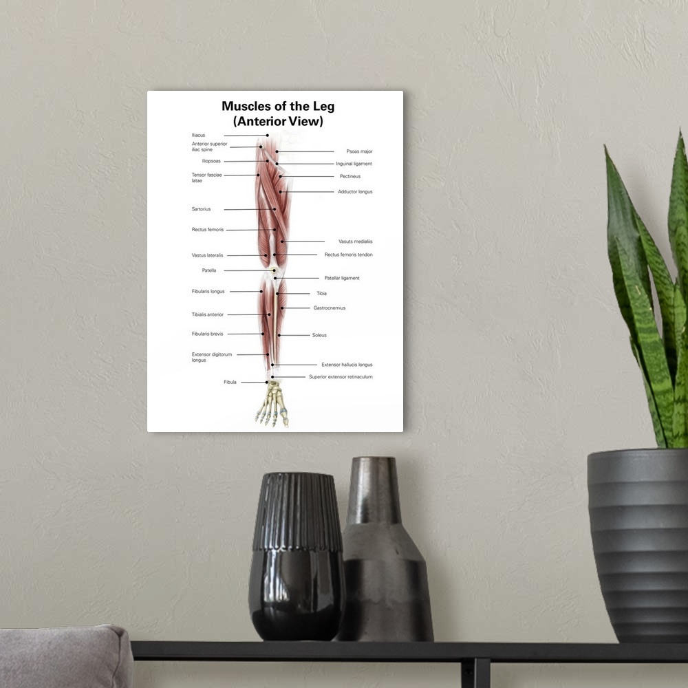A modern room featuring Digital illustration of the anterior muscles of the leg.