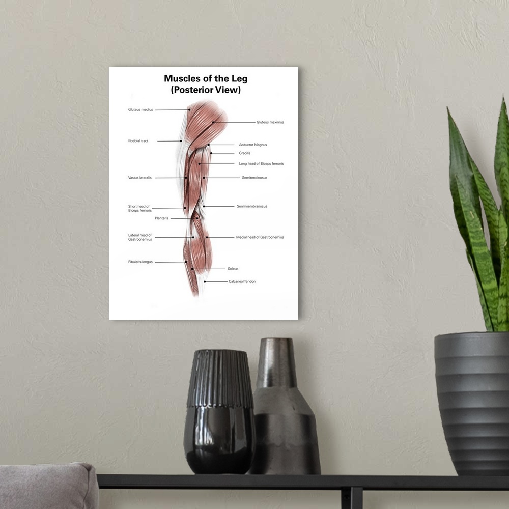 A modern room featuring Digital illustration of the posterior muscles of the leg.