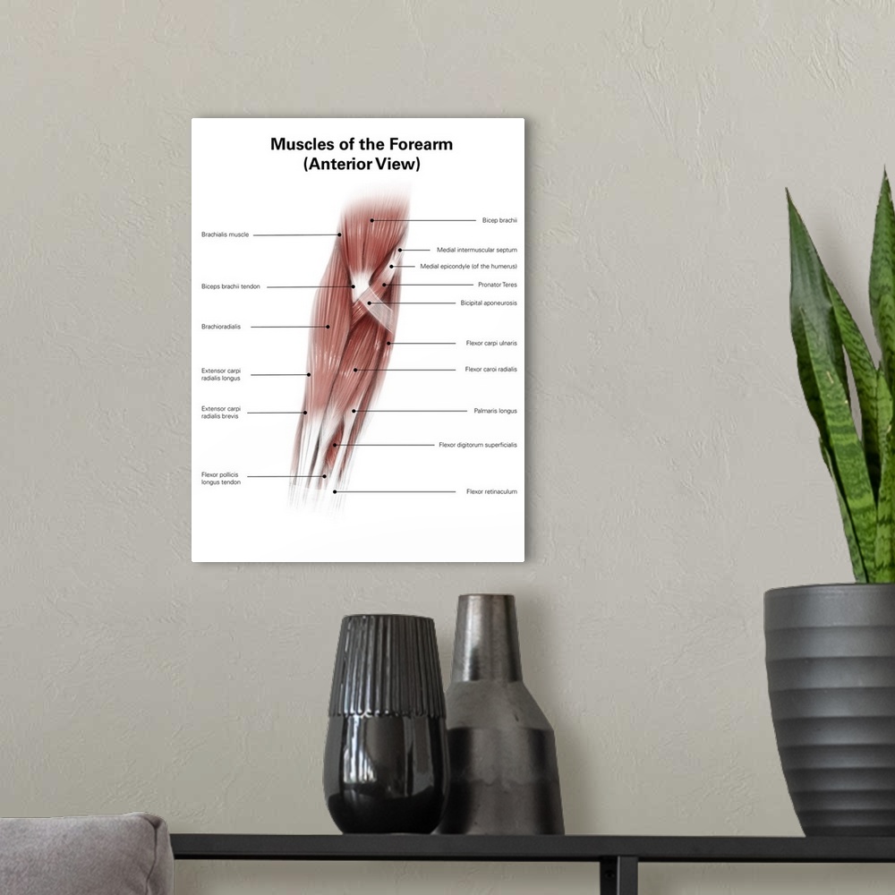 A modern room featuring Diigital illustration of muscles of the forearm, anterior view.