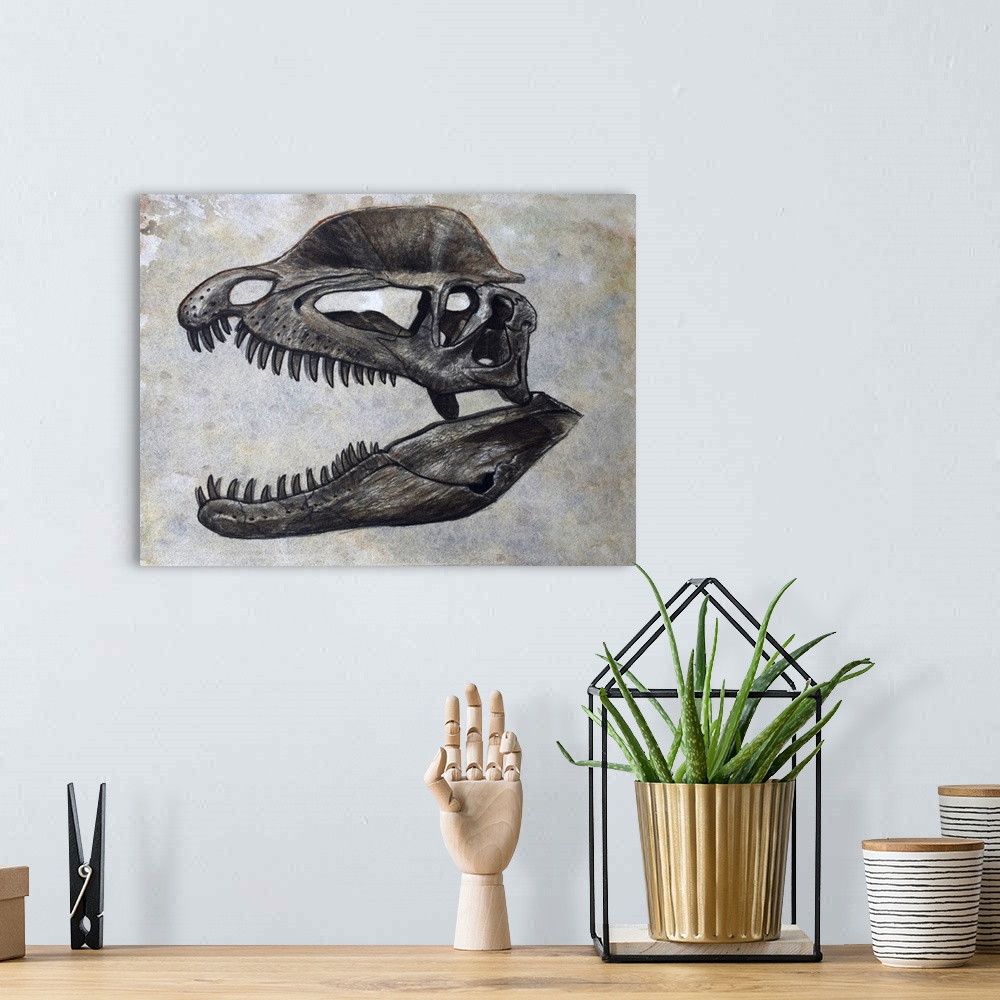 A bohemian room featuring Dilophosaurus dinosaur skull on textured background.