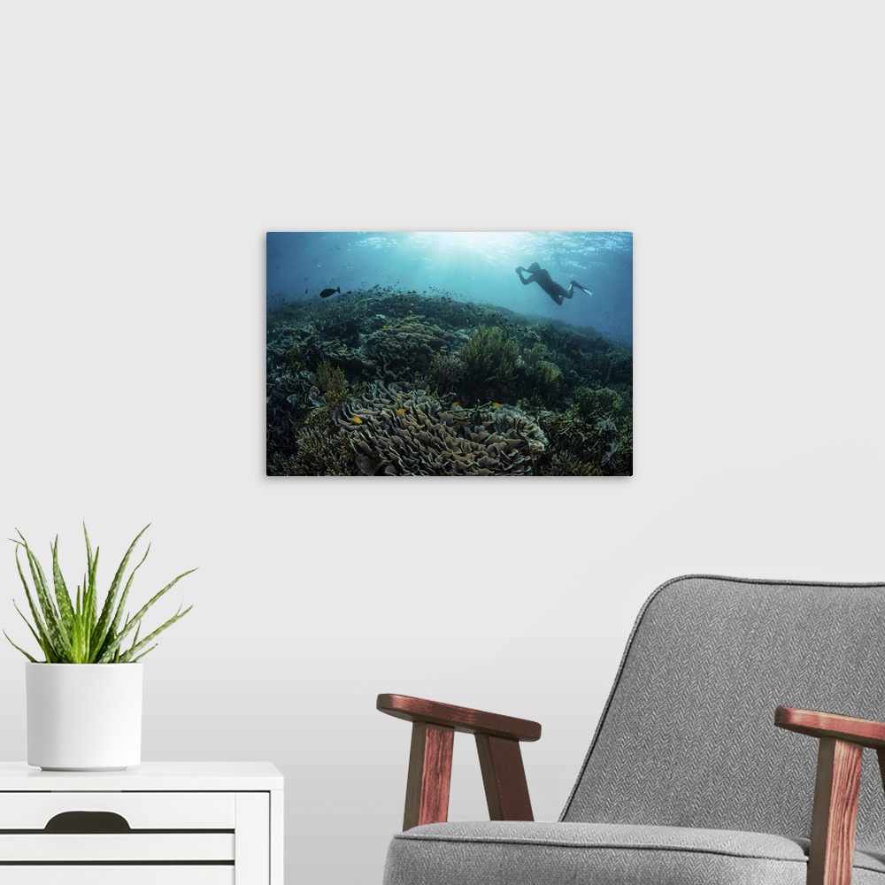 A modern room featuring Diver swimming above a beautiful coral reef in Komodo National Park, Indonesia.