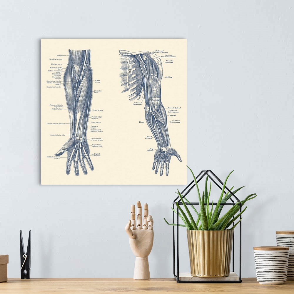 A bohemian room featuring Dual-view diagram of the human arm and hand, showing ligaments, muscles and veins.