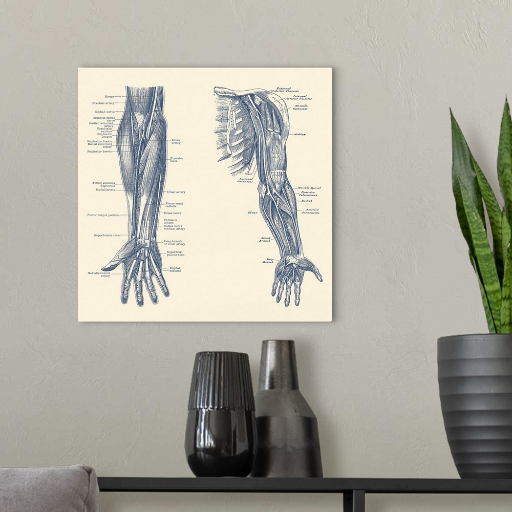 A modern room featuring Dual-view diagram of the human arm and hand, showing ligaments, muscles and veins.
