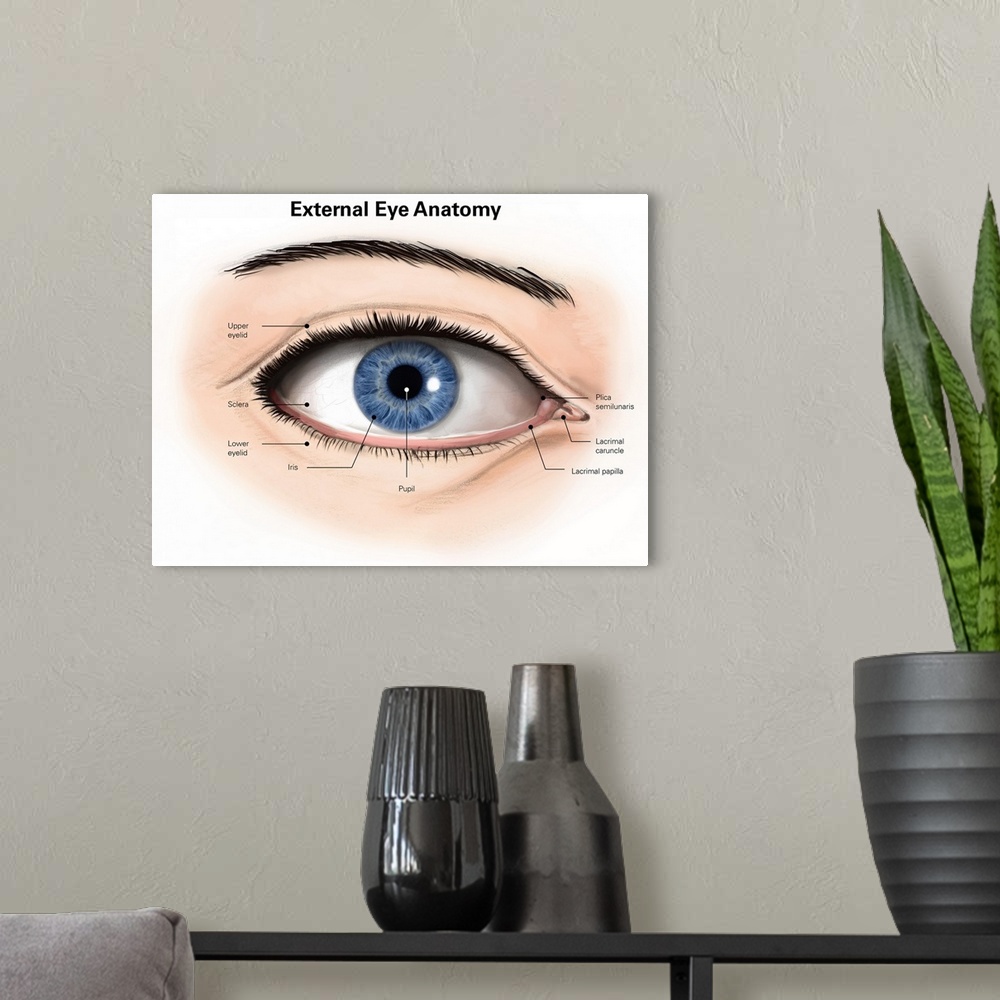 A modern room featuring External anatomy of the human eye (with labels).