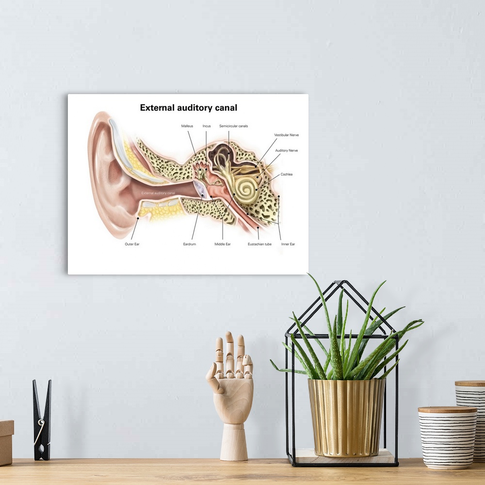 A bohemian room featuring External auditory canal of human ear (with labels).