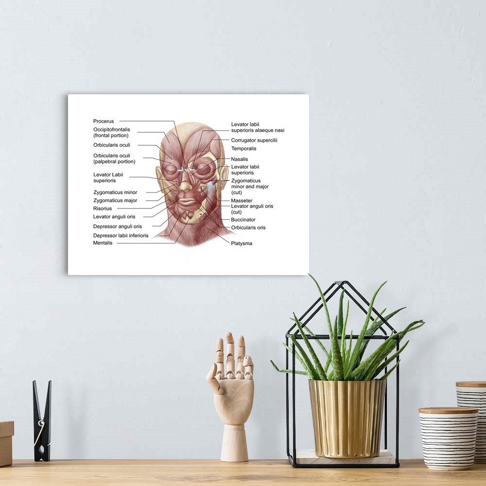 A bohemian room featuring Facial muscles of the human face (with labels).