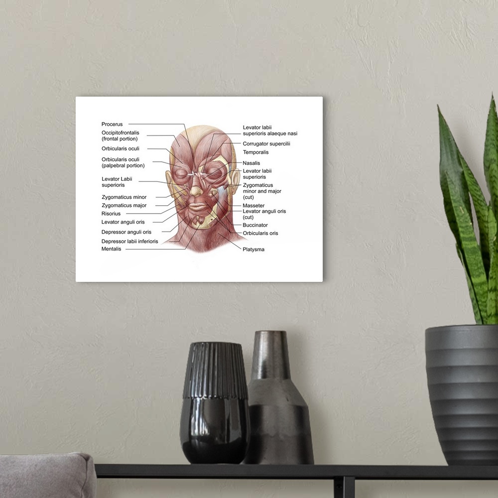 A modern room featuring Facial muscles of the human face (with labels).