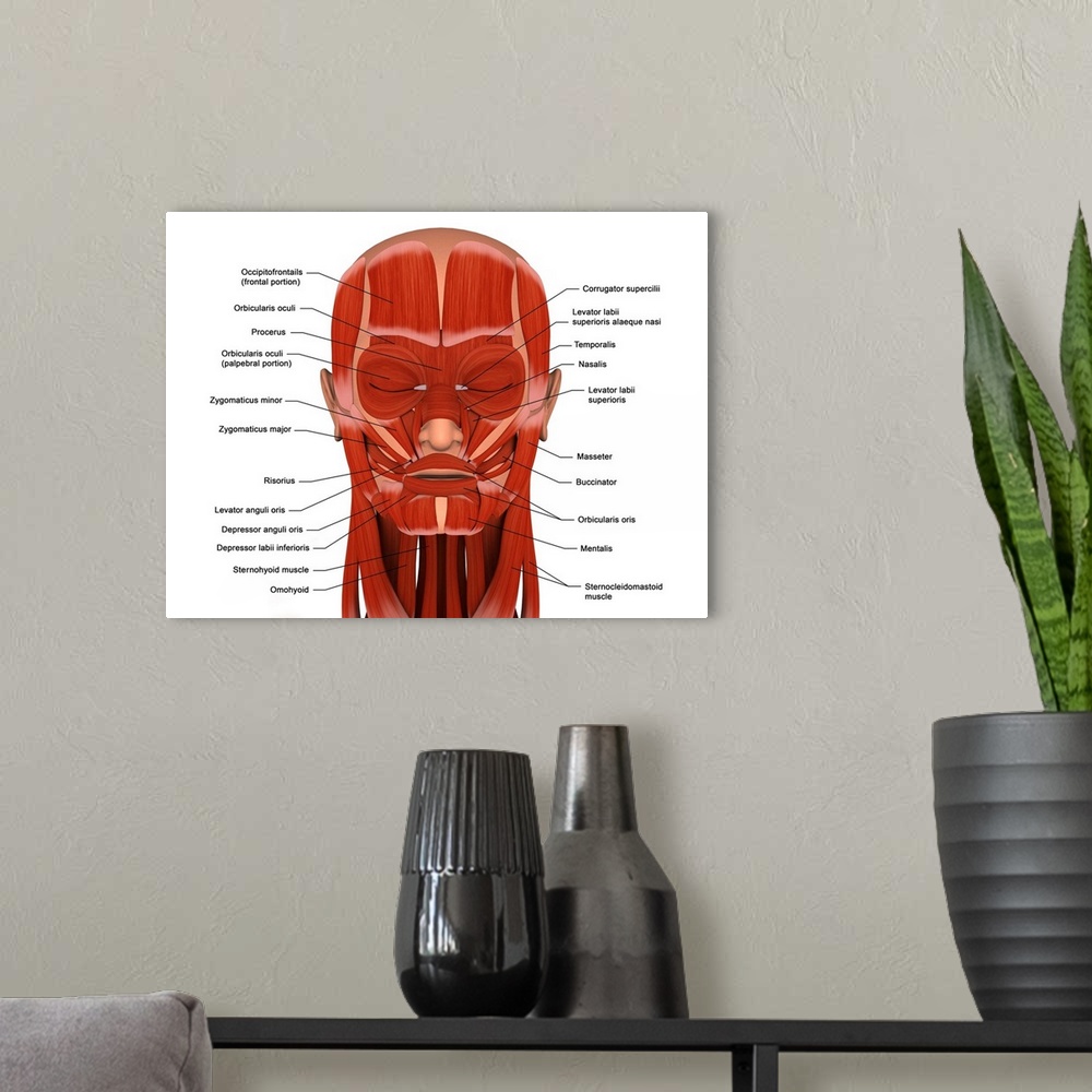 A modern room featuring Facial muscles of the human head (with labels).