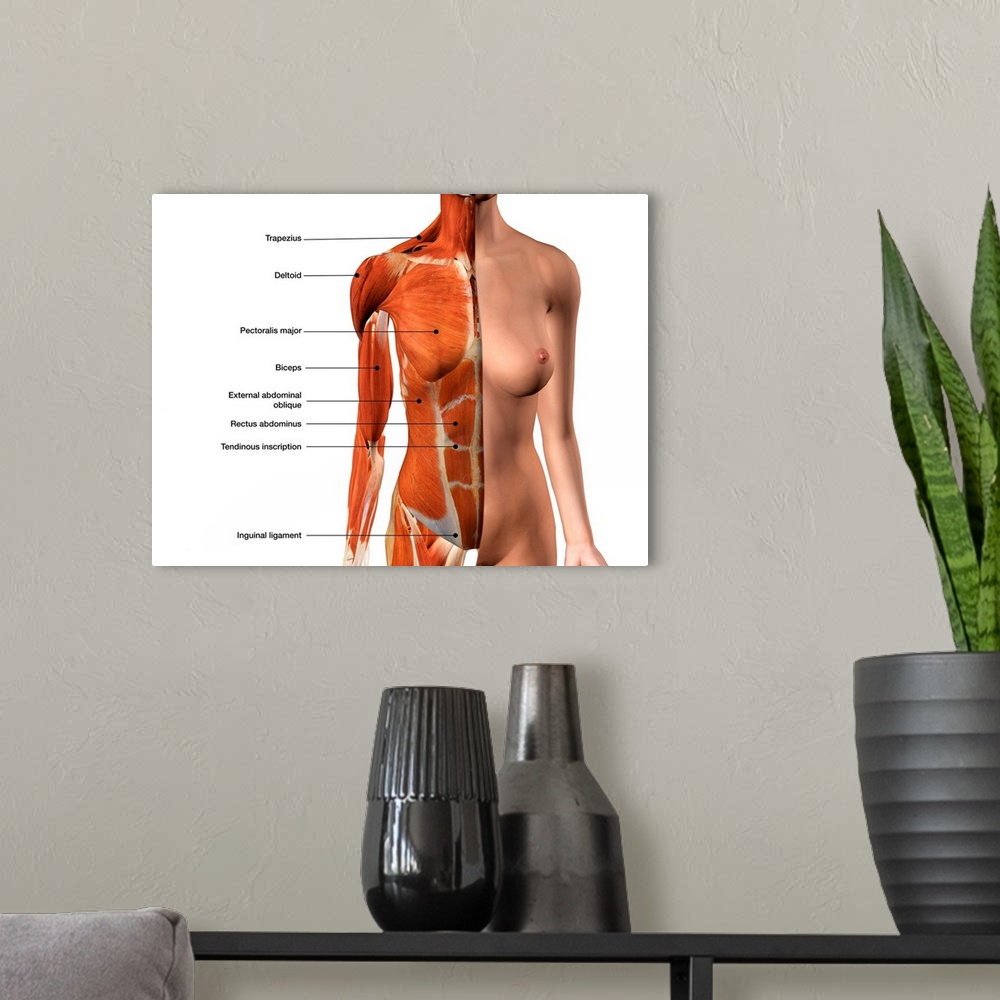 A modern room featuring Female chest muscles with labels.