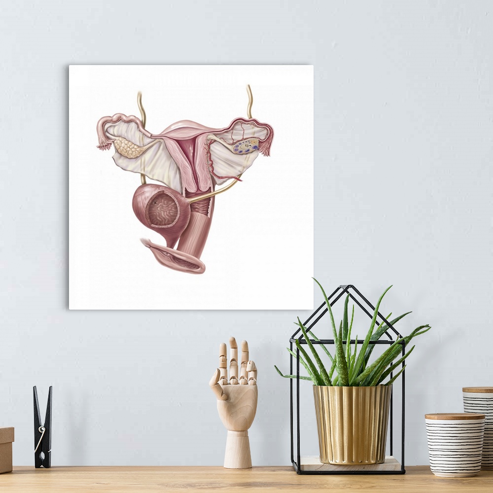 A bohemian room featuring Female reproductive organs, bladder and external anatomy.