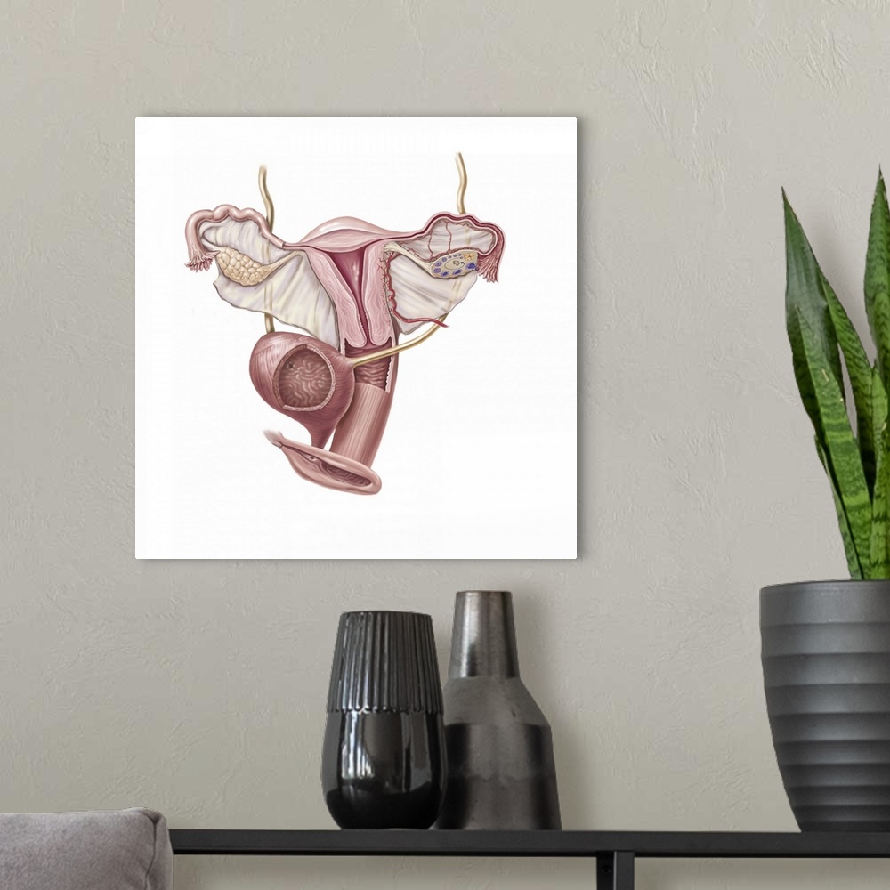 A modern room featuring Female reproductive organs, bladder and external anatomy.
