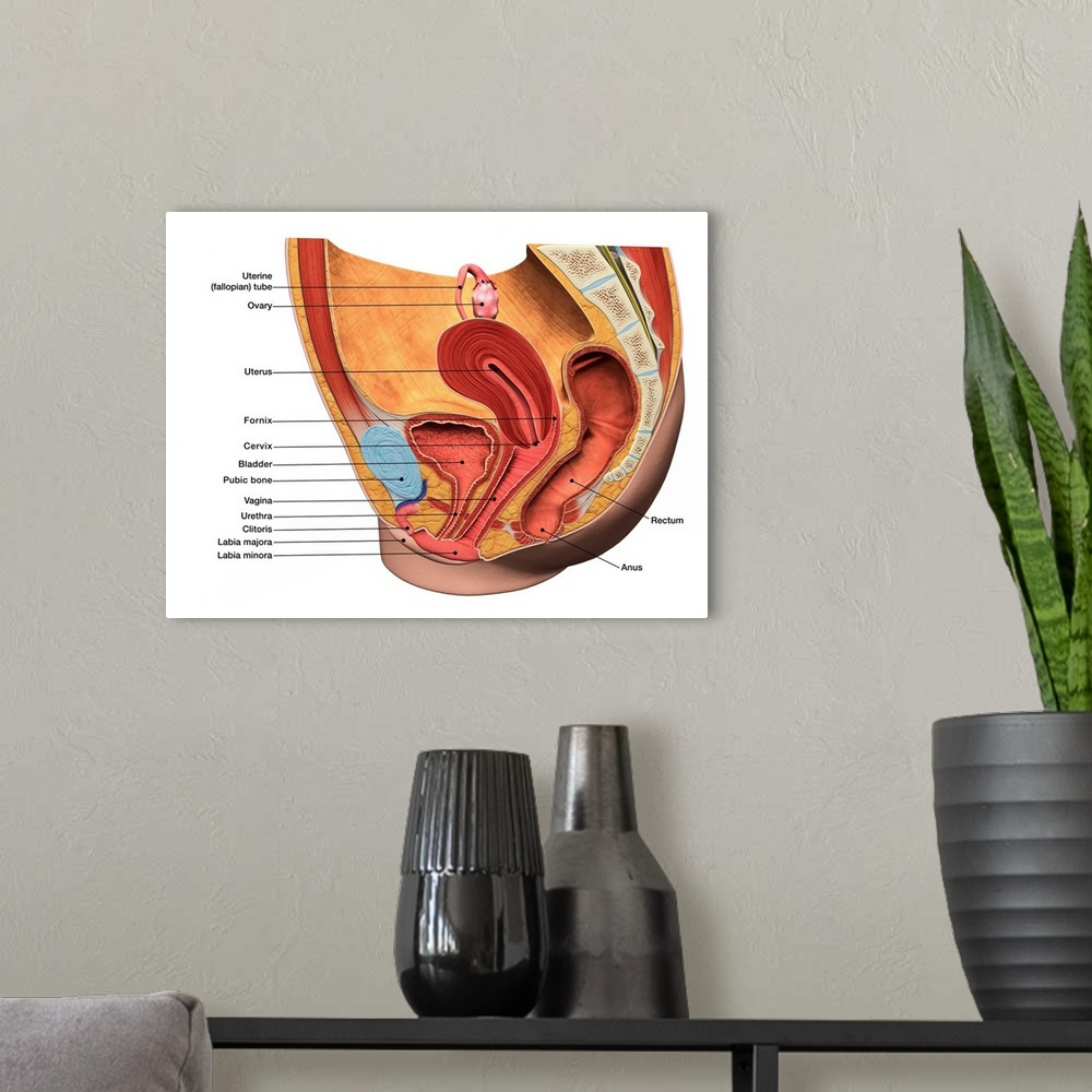 A modern room featuring Female reproductive system with labels.