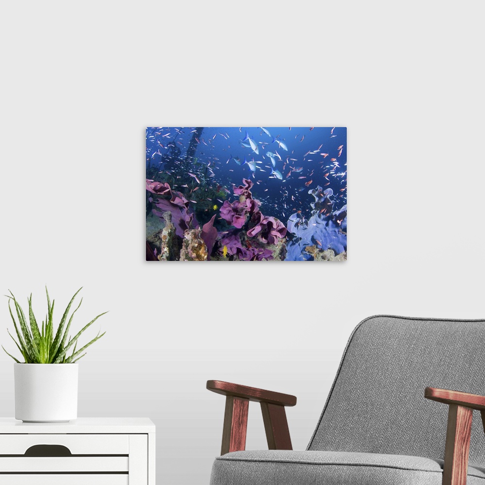 A modern room featuring Fish swarm over a shipwreck that is covered in elephant ear sponge.
