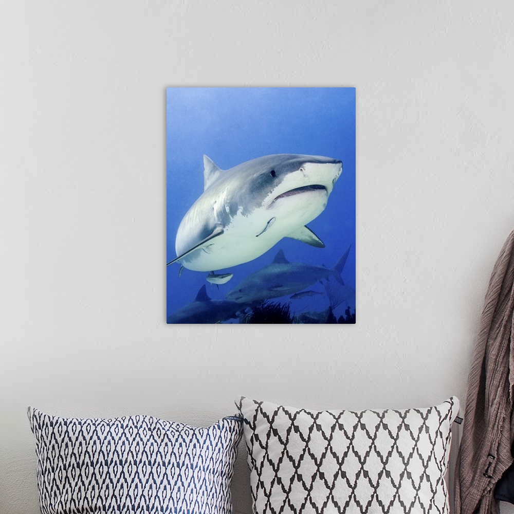 A bohemian room featuring Front view of a tiger shark, Tiger Beach, Bahamas.