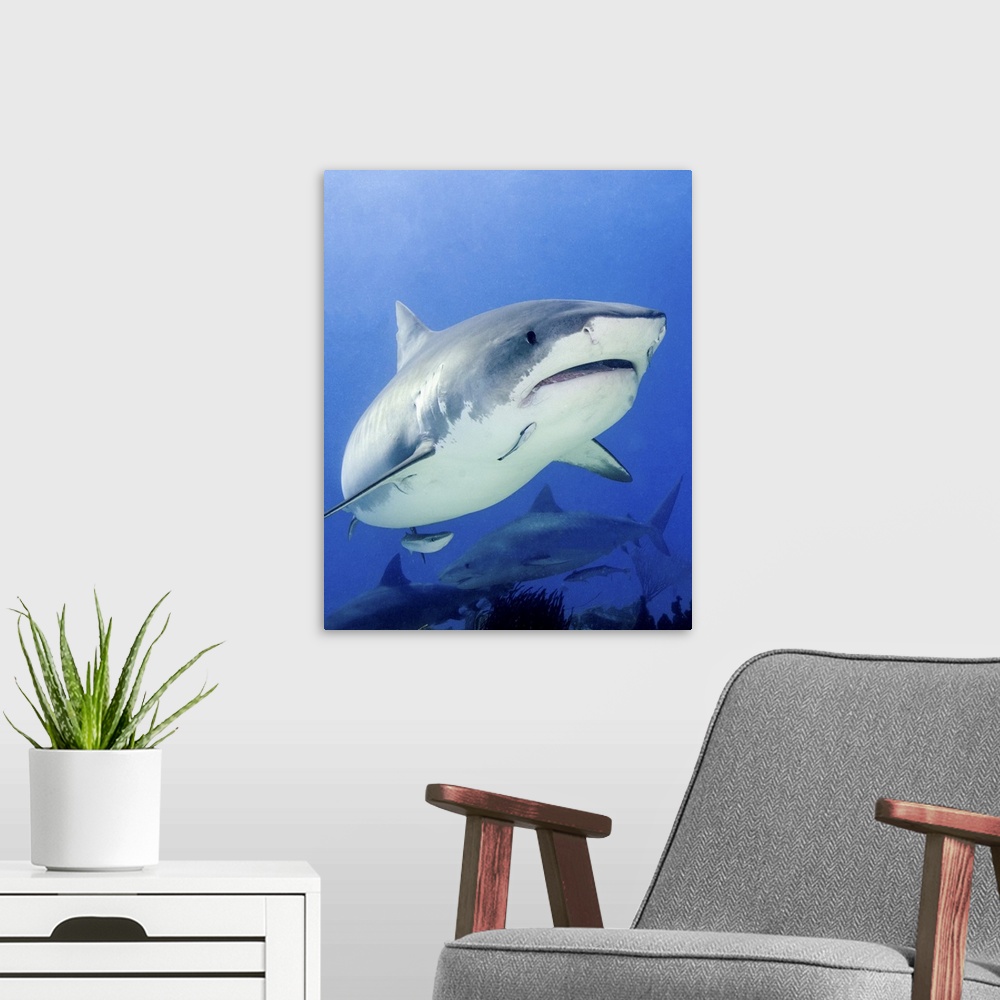 A modern room featuring Front view of a tiger shark, Tiger Beach, Bahamas.