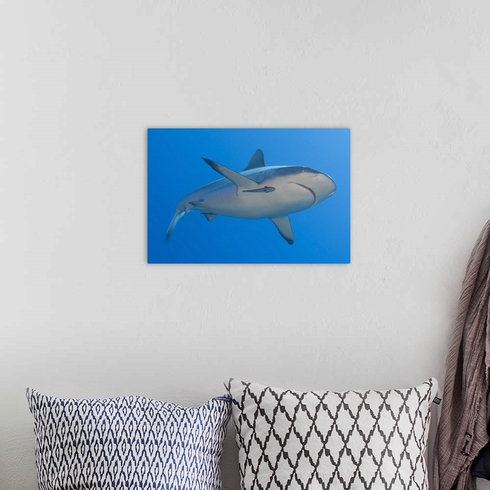A bohemian room featuring Gray reef shark with remora, Papua New Guinea.