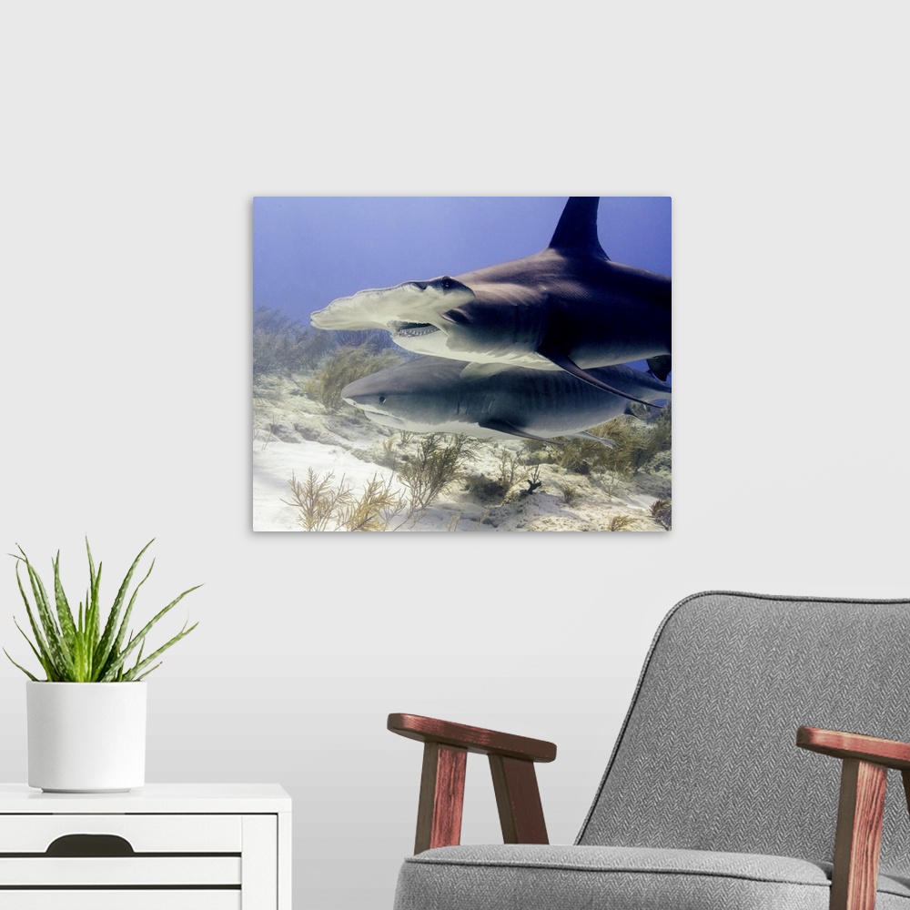 A modern room featuring Great hammerhead shark and tiger shark, Tiger Beach, Bahamas.