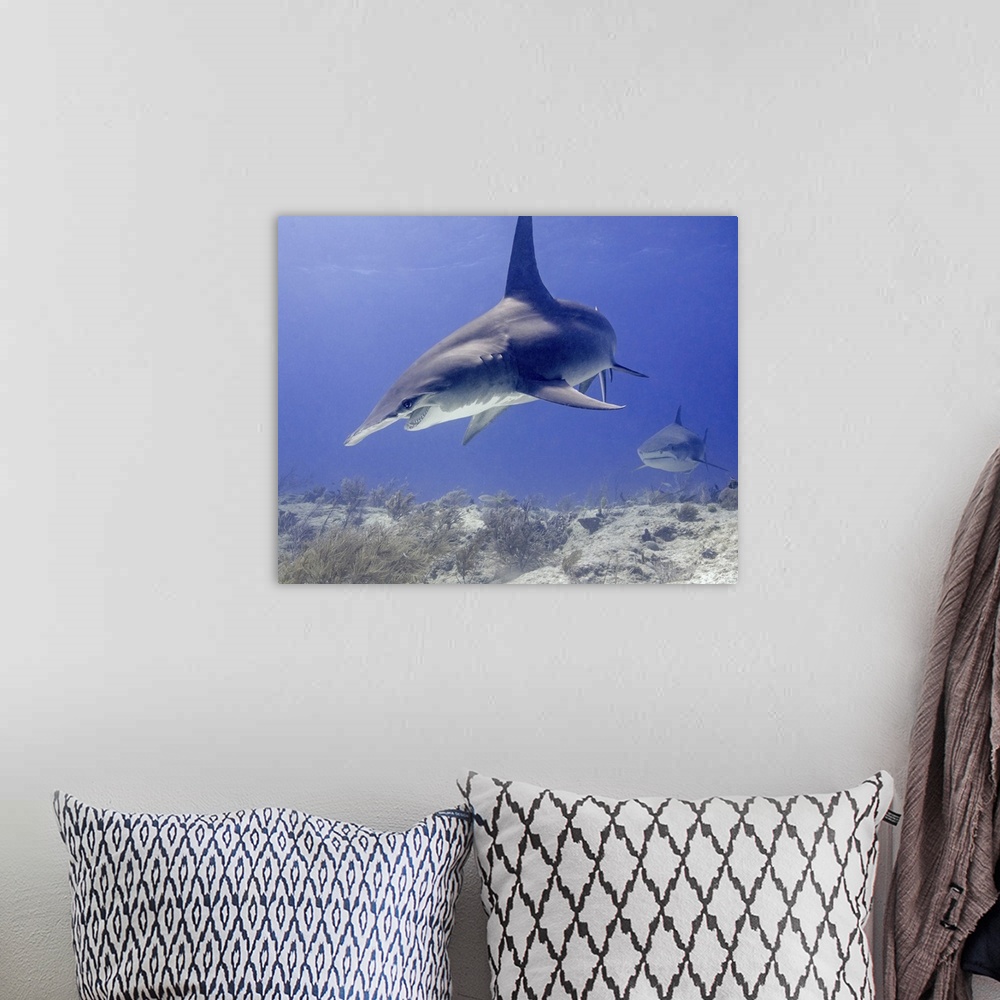 A bohemian room featuring Great hammerhead shark, Tiger Beach, Bahamas.