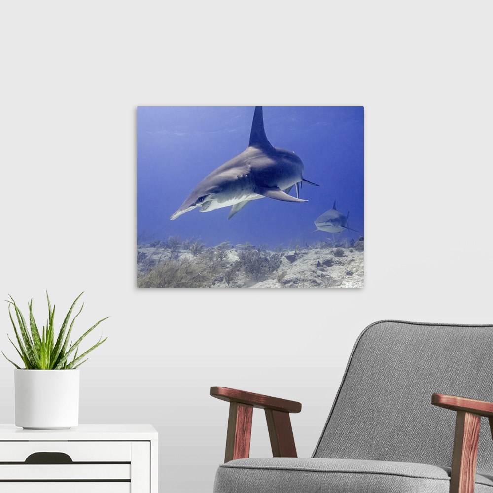A modern room featuring Great hammerhead shark, Tiger Beach, Bahamas.