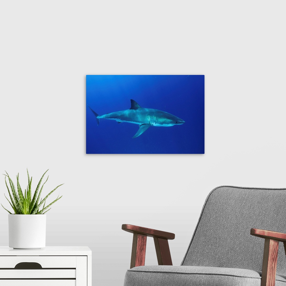A modern room featuring Great white shark, Isla Guadalupe, Baja California, Mexico.