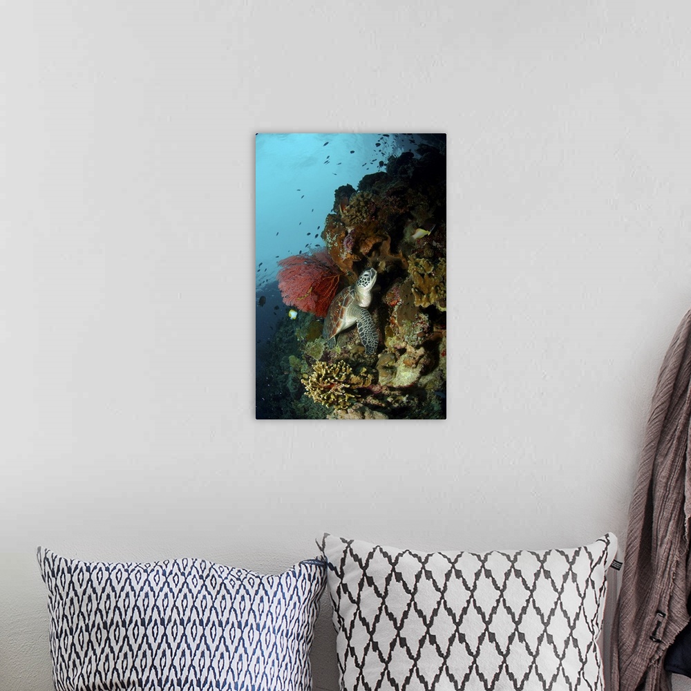 A bohemian room featuring Green sea turtle with a red gorgonian sea fan, North Sulawesi.