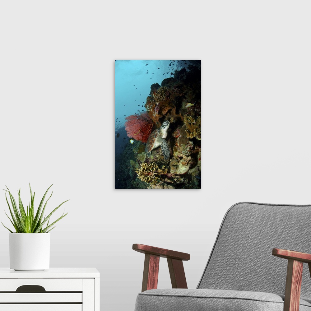 A modern room featuring Green sea turtle with a red gorgonian sea fan, North Sulawesi.