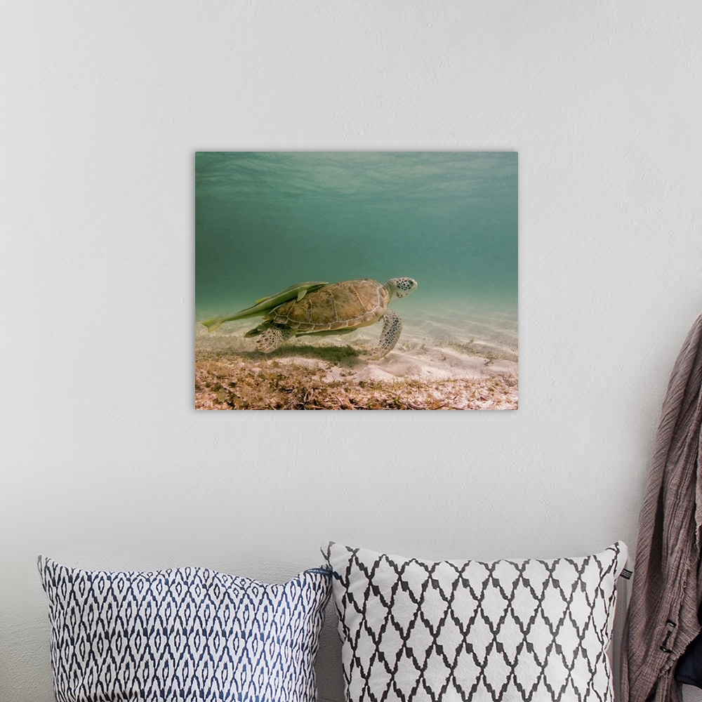 A bohemian room featuring Green sea turtle with remora on back, Tiger Beach, Bahamas.