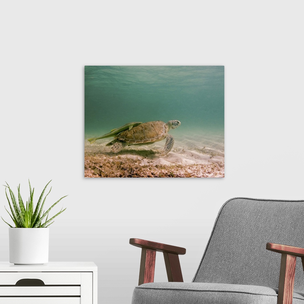 A modern room featuring Green sea turtle with remora on back, Tiger Beach, Bahamas.