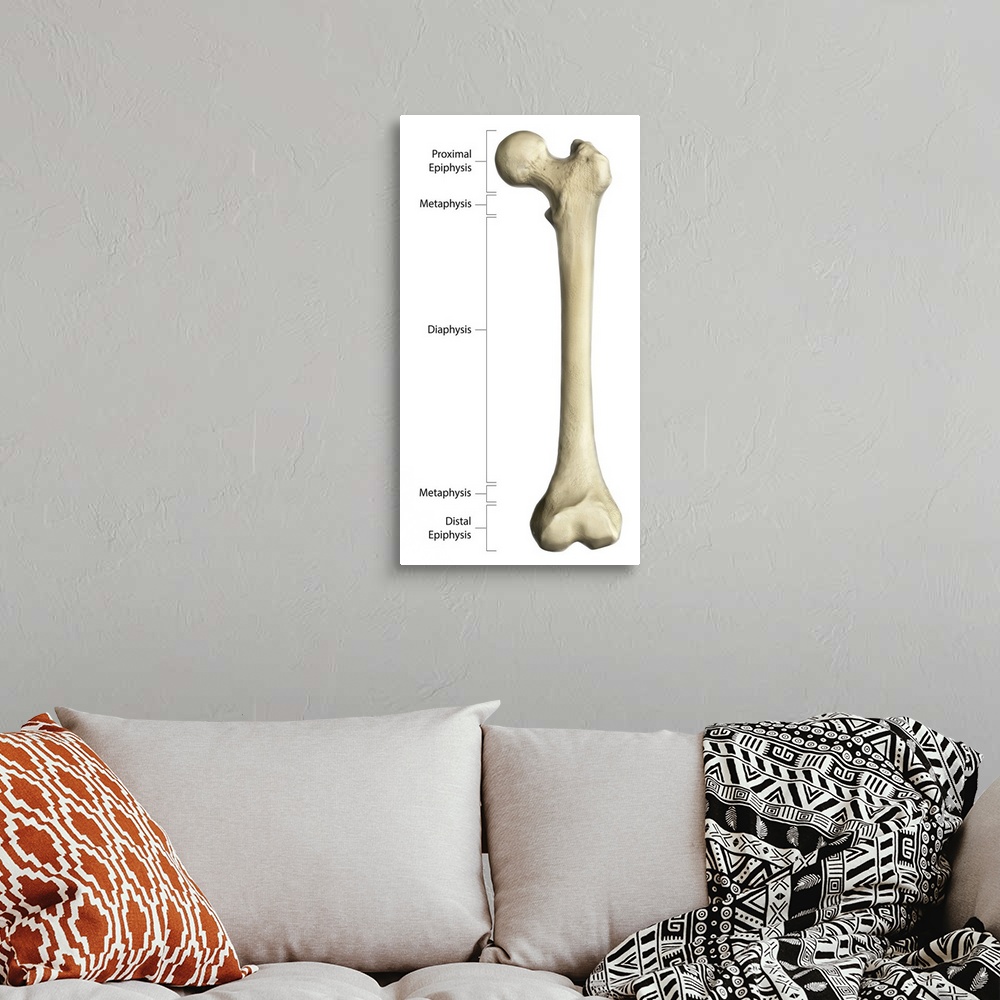 A bohemian room featuring Gross anatomy of a long bone, using a femur with annotations.