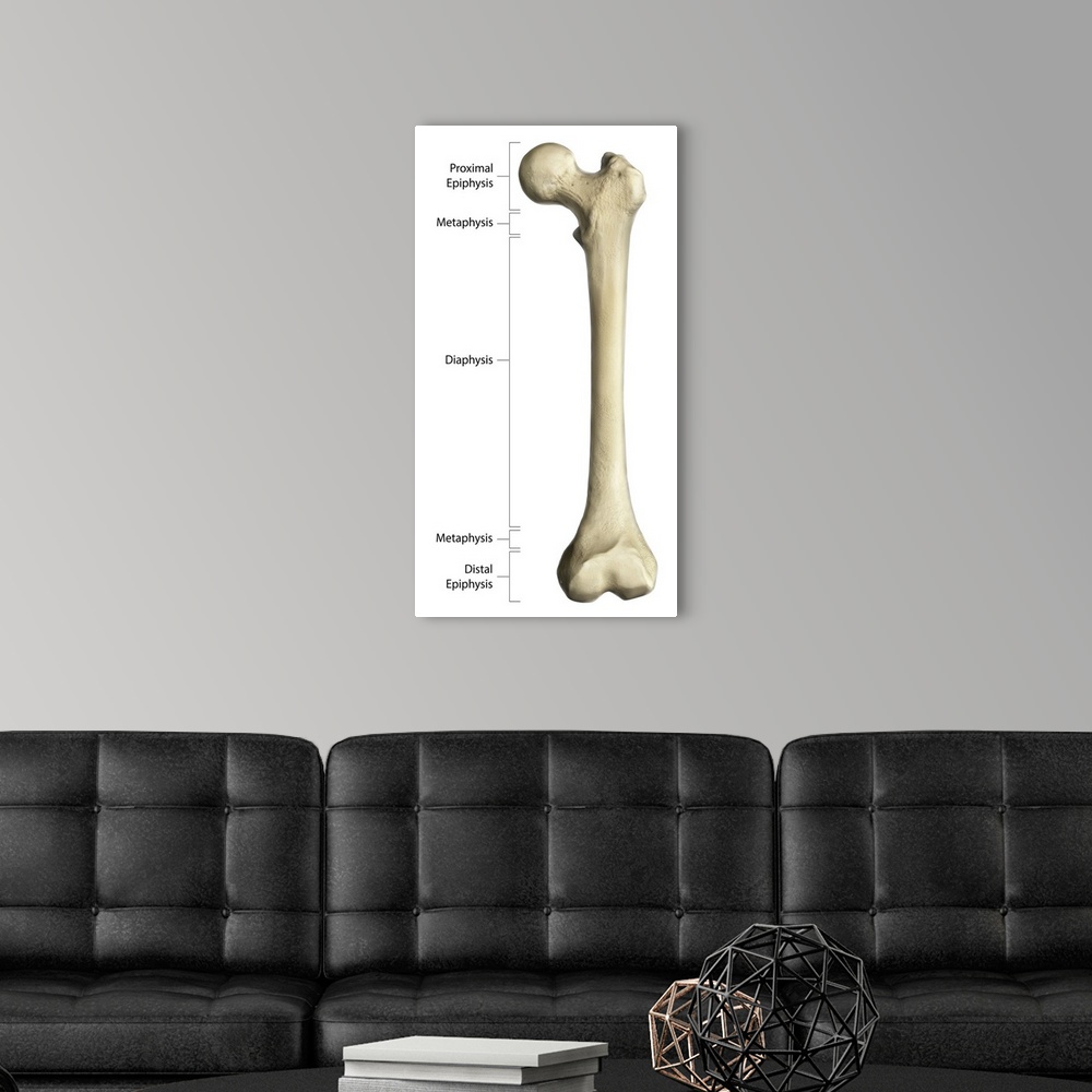 A modern room featuring Gross anatomy of a long bone, using a femur with annotations.