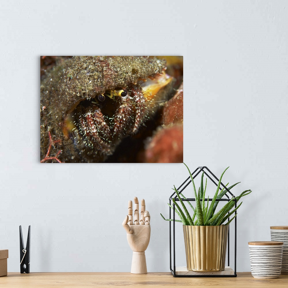 A bohemian room featuring Hairy-legged hermit crab emerging out of its shell, Bali, Indonesia.