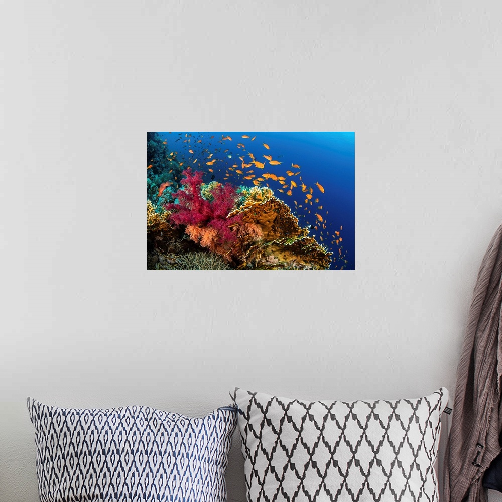 A bohemian room featuring Hard and soft corals cover a reef colonized by anthias fish.
