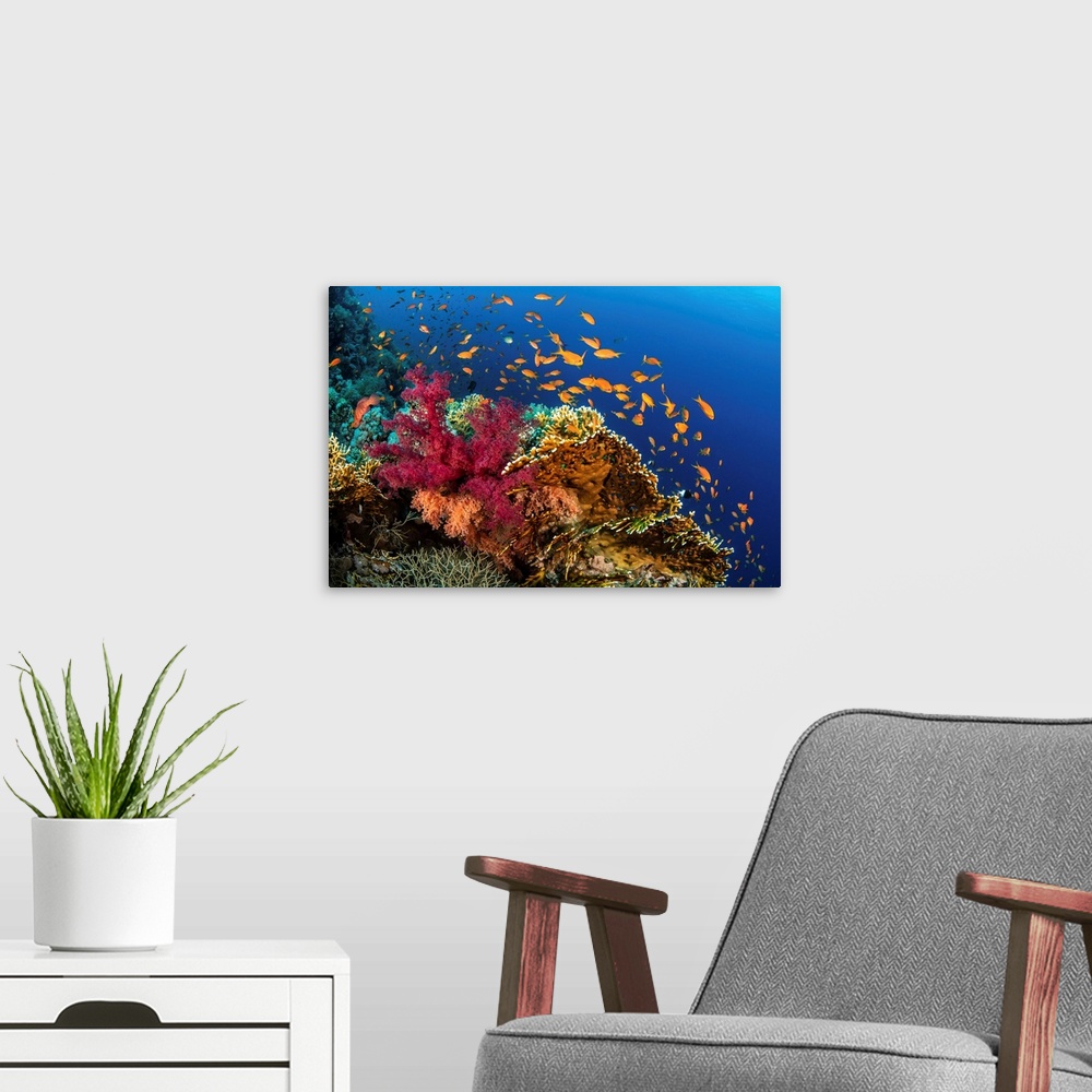 A modern room featuring Hard and soft corals cover a reef colonized by anthias fish.
