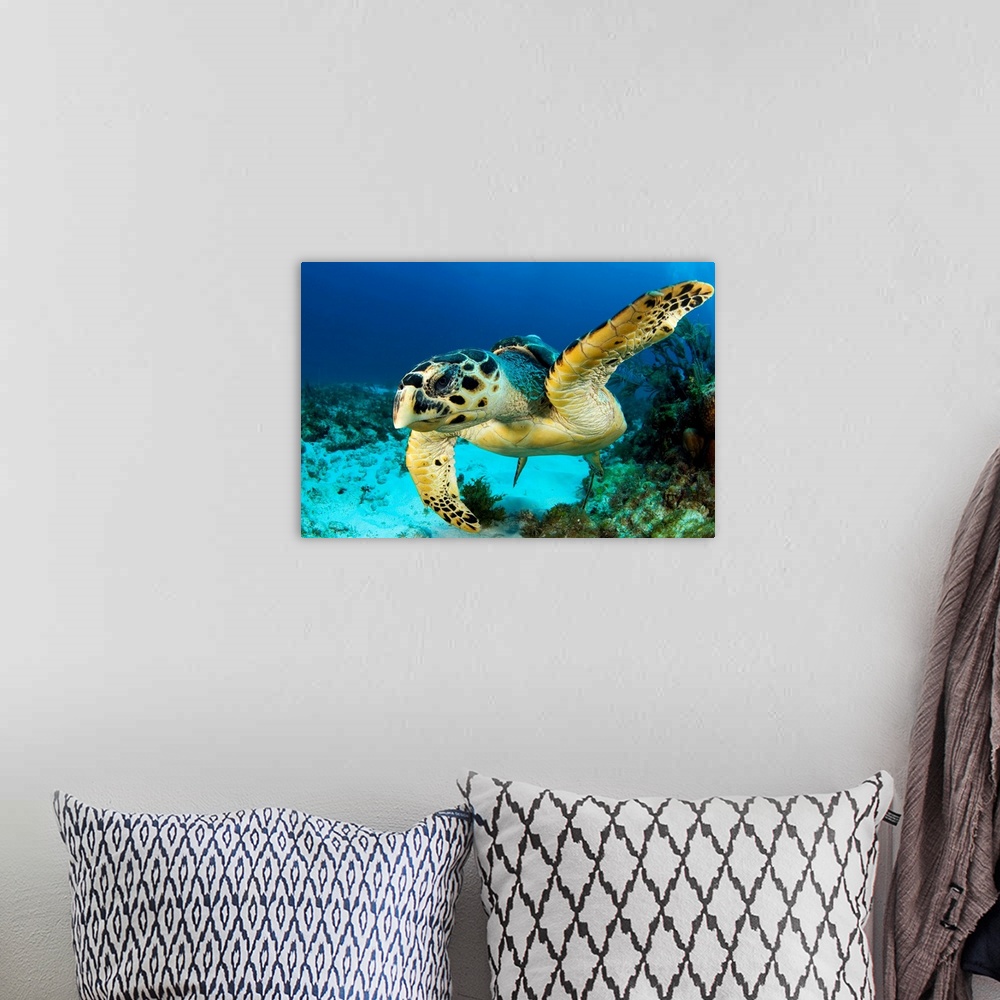 A bohemian room featuring Hawksbill sea turtle (Eretmochelys imbricata) portrait, Caribbean Sea, Mexico.