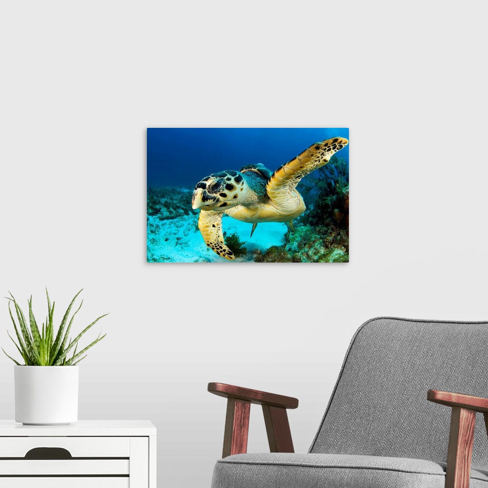 A modern room featuring Hawksbill sea turtle (Eretmochelys imbricata) portrait, Caribbean Sea, Mexico.
