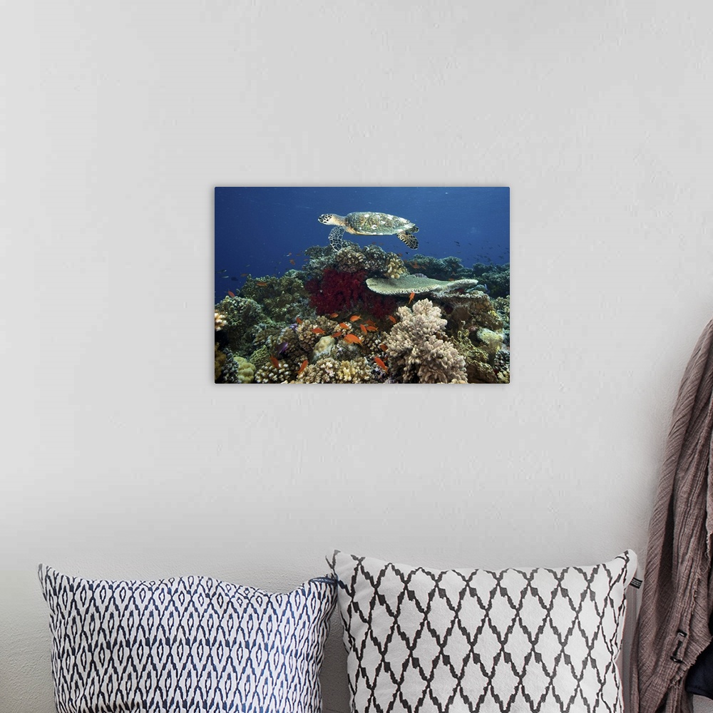 A bohemian room featuring Hawksbill turtle glides over the pristine reefs in Fiji.