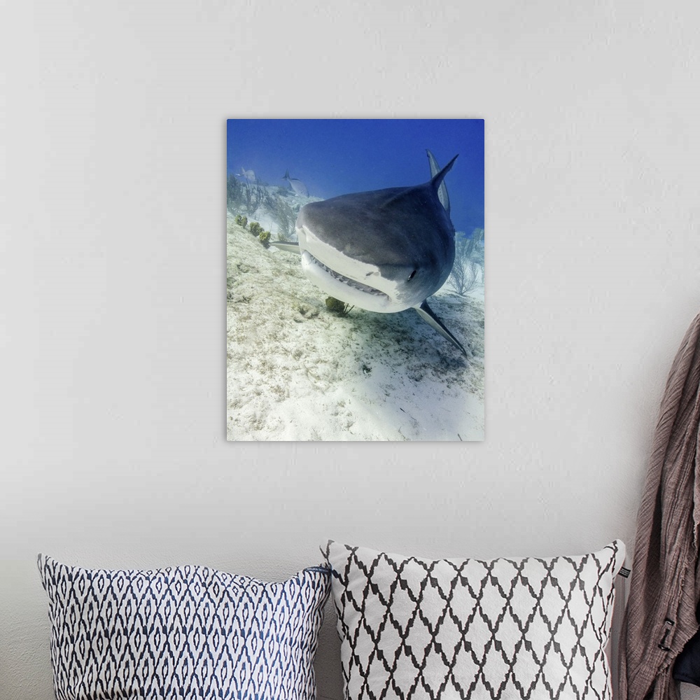 A bohemian room featuring Head on view of a tiger shark, Tiger Beach, Bahamas.
