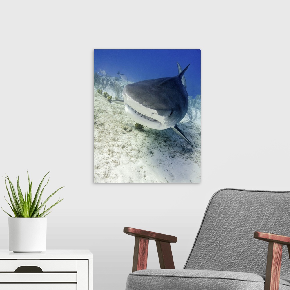 A modern room featuring Head on view of a tiger shark, Tiger Beach, Bahamas.