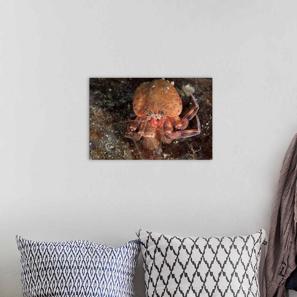 A bohemian room featuring Hermit crab, Gulen, Sweden.