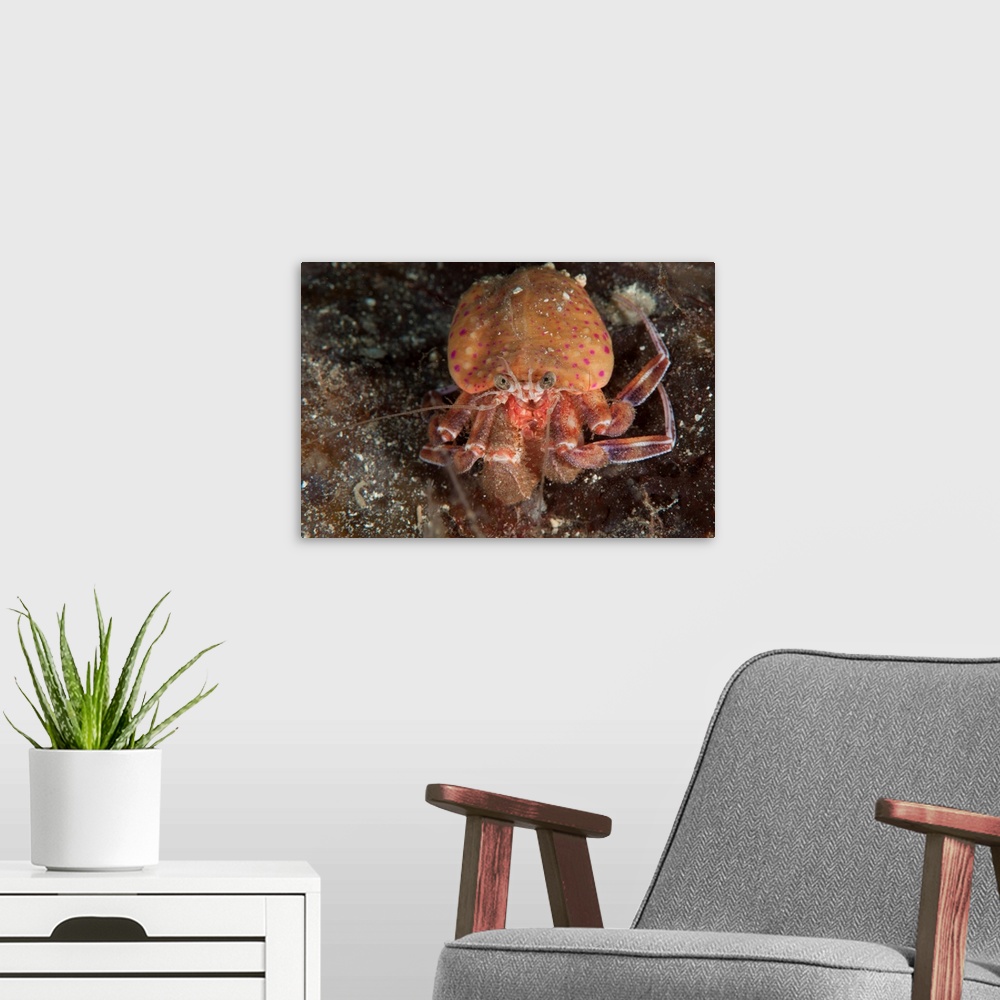 A modern room featuring Hermit crab, Gulen, Sweden.