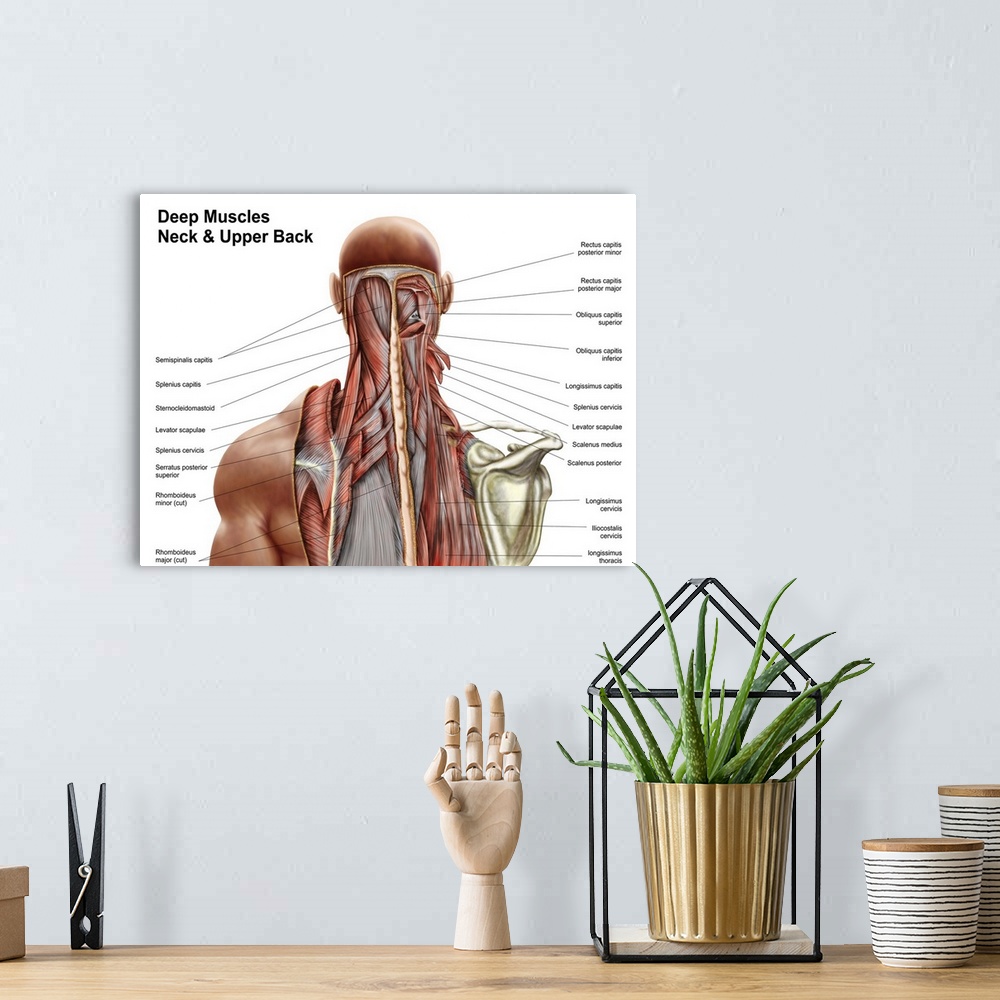 A bohemian room featuring Human anatomy showing deep muscles in the neck and upper back.